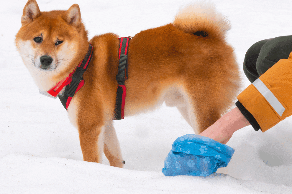 Menneske som plukker opp hundebæsj