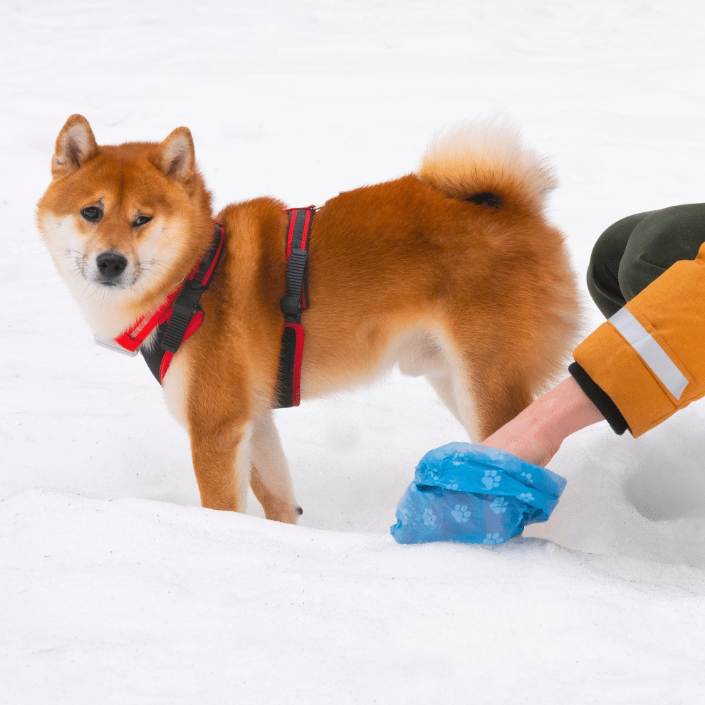 Menneske som plukker opp hundebæsj