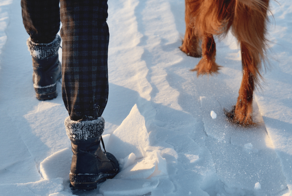 Menneske og hund som går på tur